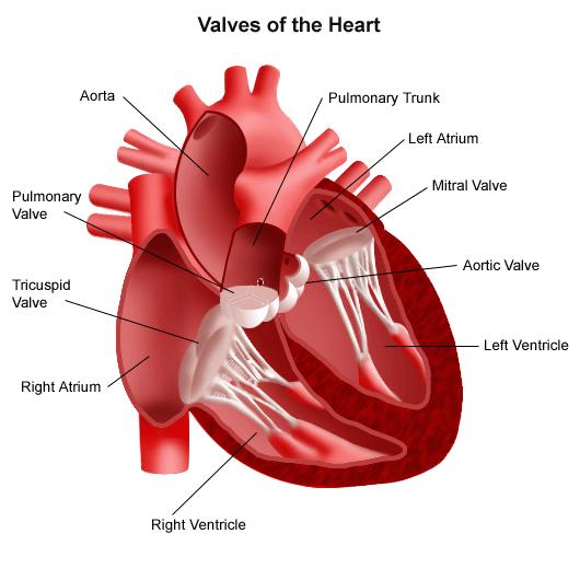 Heart Valve Repair and Replacement: Expert Care | NewYork ...