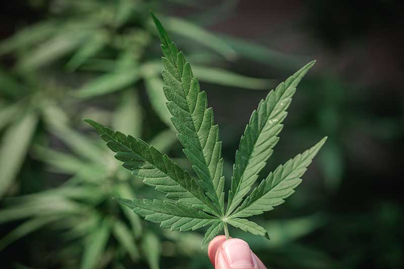 image of cannabis leaf