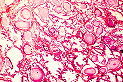 photographic scan of cells