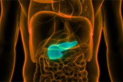 Pancreas diagram