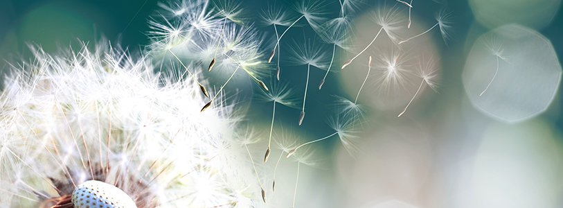 dandelion seeds blowing in wind