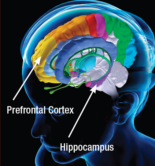 diagram of prefrontal cortex and hippocampus