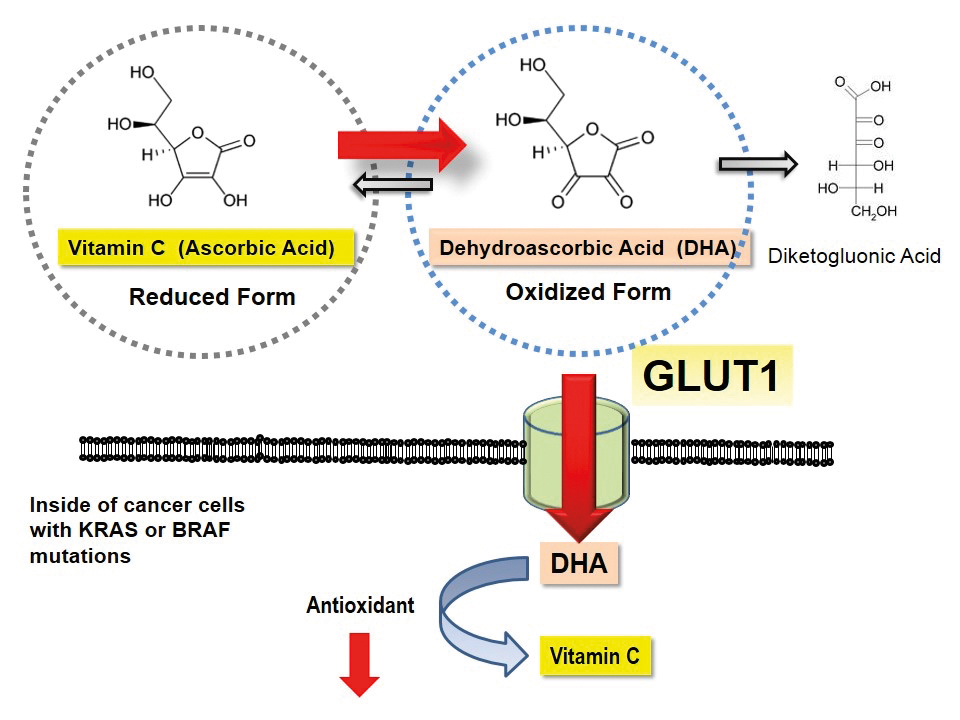 graphic of vitamin C and DHA conversion and transport in KRAS and BRAF mutated cells