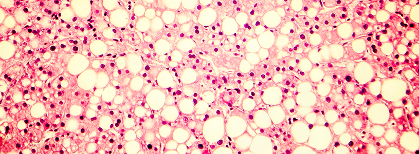 close-up of cells