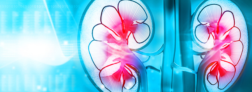 Kidneys highlighted with a blue background