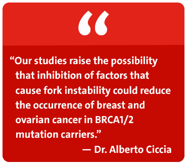 Our studies raise the possibility that inhibition of factors that cause fork instability could reduce the occurrence of breast and ovarian cancer in BRCA1/2 mutation carriers. - Dr. Alberto Ciccia