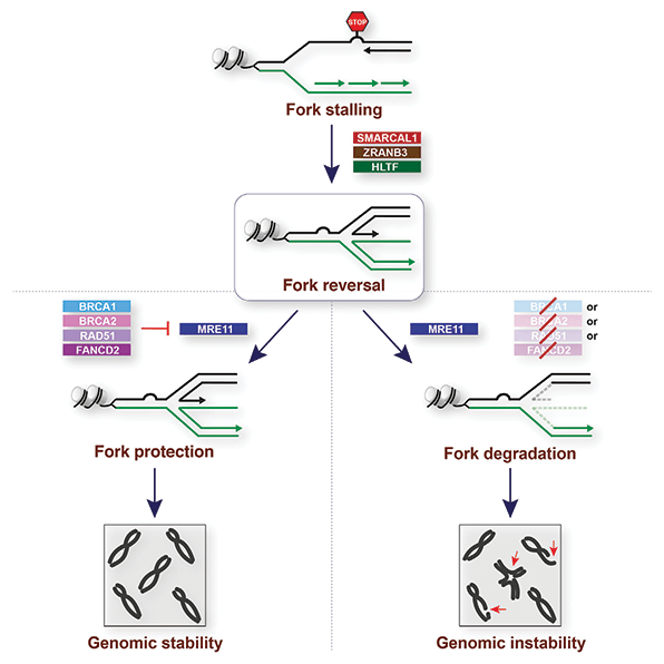 flow diagram