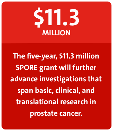 $11.3 MILLION. The five-year, $11.3 million SPORE grant will further advance investigations that span basic, clinical, and translational research in prostate cancer.
