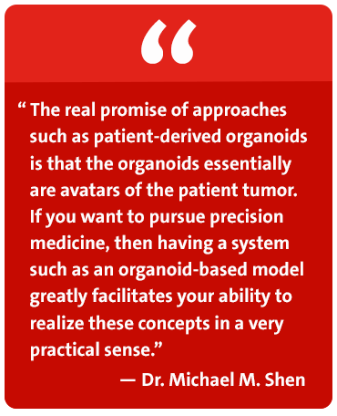 The real promise of approaches such as patient-derived organoids is that the organoids essentially are avatars of the patient tumor. If you want to pursue precision medicine, then having a system such as an organoid-based model greatly facilitates your ability to realize these concepts in a very practical sense. - Dr. Michael M. Shen