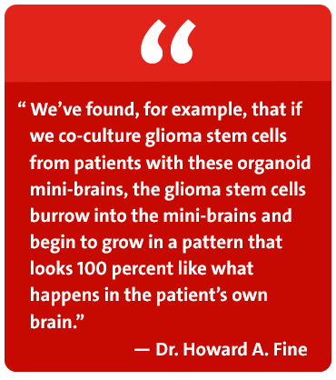 We've found, for example, that if we co-culture glioma stem cells from patients with these organoid mini-brains, the glioma stem cells burrow into the mini-brains and begin to grow in a pattern that looks 100 percent like what happens in the patient's own brain. - Dr. Howard A. Fine