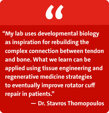 My lab uses developmental biology as inspiration for rebuilding the complex connection between tendon and bone. What we learn can be applied using tissue engineering and regenerative medicine strategies to eventually improve rotator cuff repair in patients. - Dr. Stavros Thomopoulos