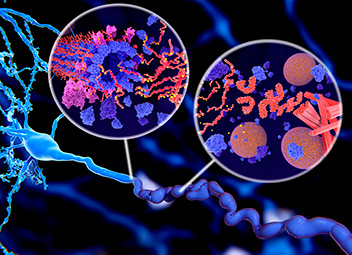 Illustration of tau protein in Alzheimer’s disease