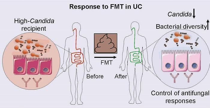 Illustration of association of Candida levels with response to FMT in UC
