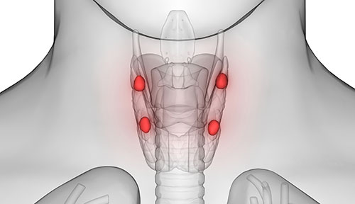 visualization of the thyroid gland