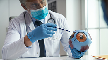 image of a doctor displaying a model of a human eyeball