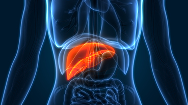 vector image of human body with liver organ highlighted