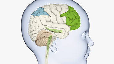 Digital illustration of child's head in profile highlighting parts of brain