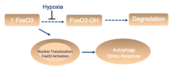 Illustration depicting process of how chronic renal hypoxia prevents FoxO3 hydroxylation and subsequent degradation