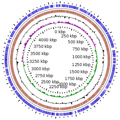 Circular genome map of Odoribacter splanchnicus isolated from a patient with ulcerative colitis
