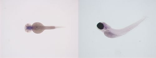 two images of zebrafish