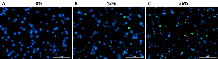 Immunofluorescence stained cells
