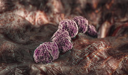 image of bacteria Streptococcus pneumoniae, or pneumococcus