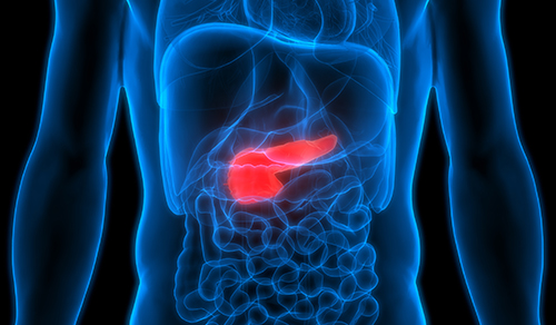 digital illustration of pancreas highlighted in body