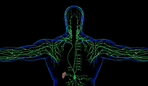 medical concept 3D Illustration of Human Lymph Nodes System Anatomy