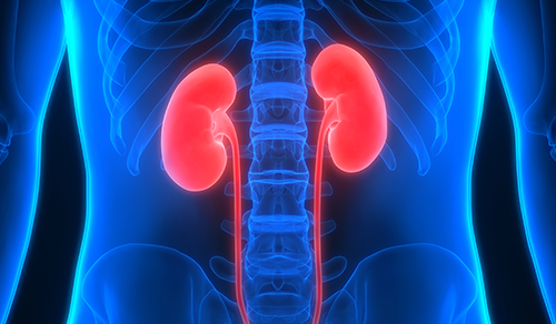 vector digital illustration of the urinary system with kidneys highlighted