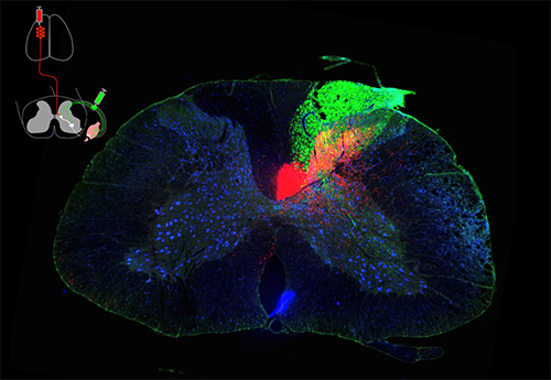 stained mri image of a rat