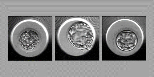 image of embryos evaluated by the stork-a algorithm