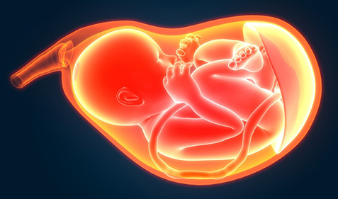 vector illustration of fetus in the womb with placenta