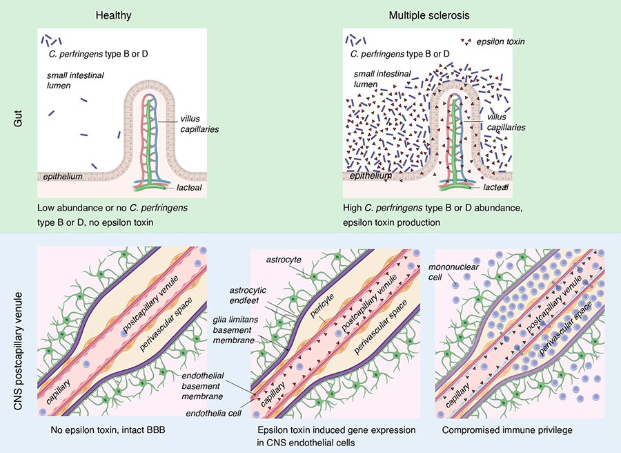 graphical image of gut and CNS postcapillary venule