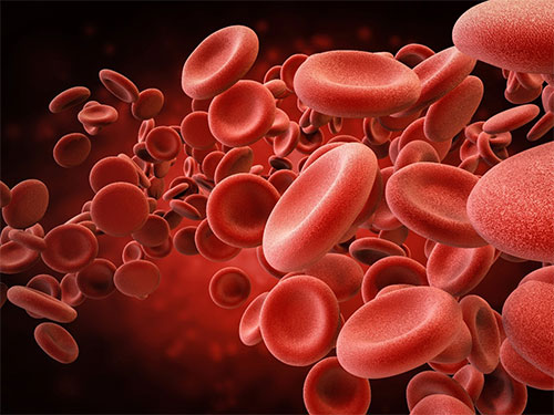 vector illustration of red blood cells
