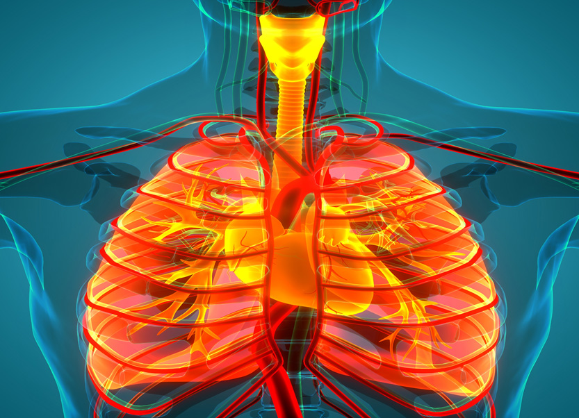 Image of a human respiratory system