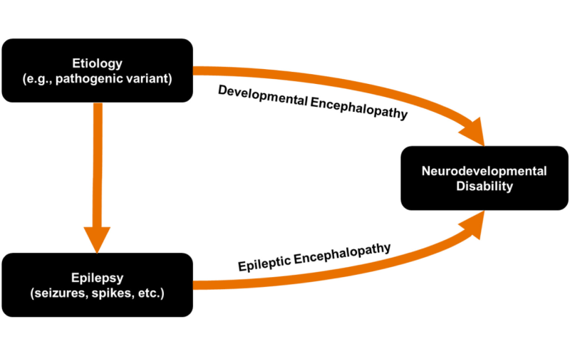 Diagram showing conceptual framework for the relationships between epilepsy and encephalopathy.