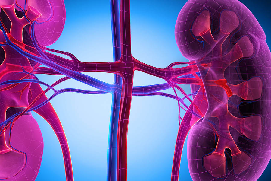 Achieving Better Tolerance in Kidney Transplant
