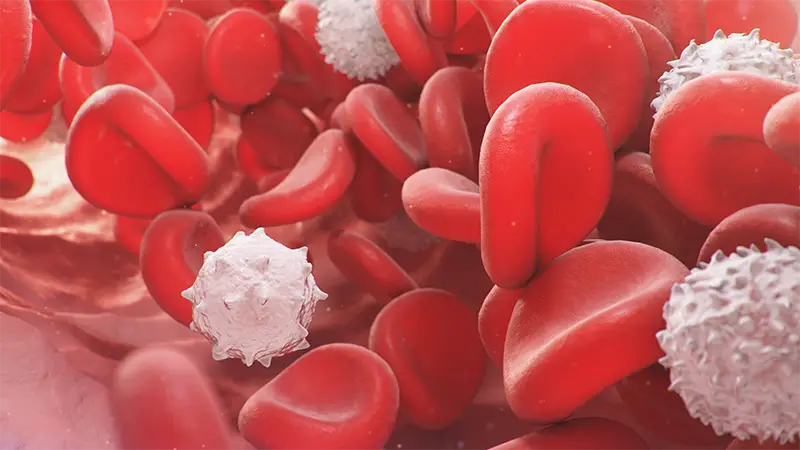 Digital illustration of human blood cells
