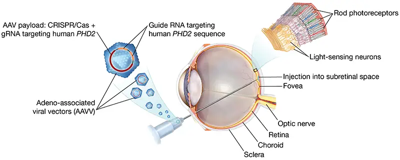 Illustration of CRISPR technology being used on the eye