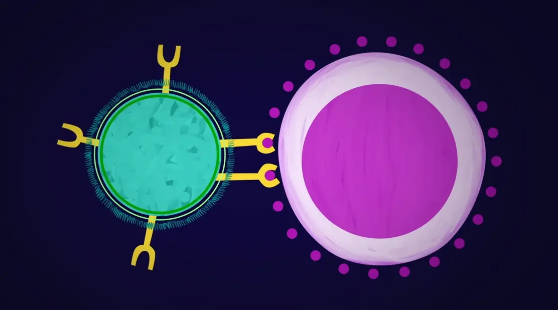 digital vector image of T-cells