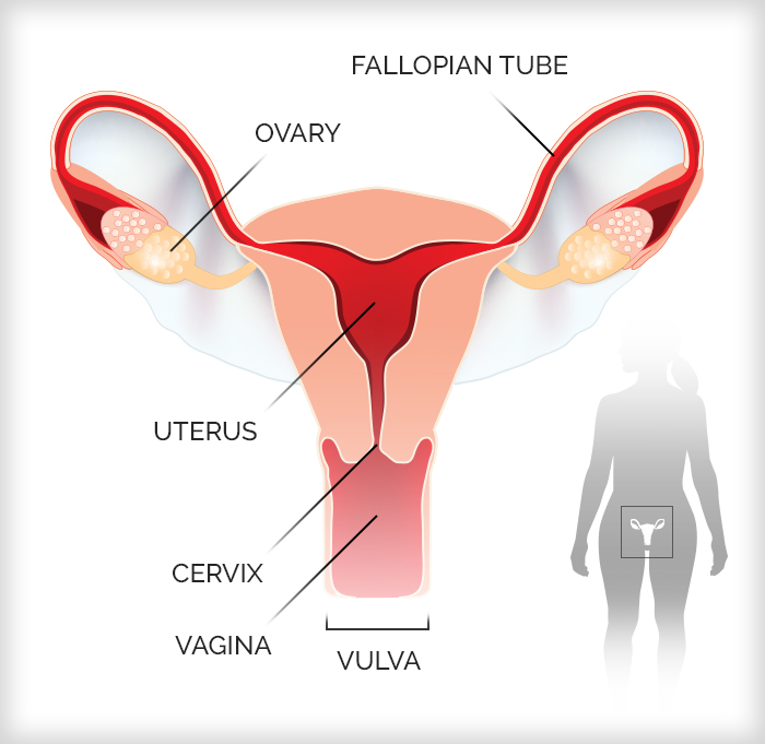 Female reproductive system