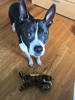 Mary looks forward to walking her dog, Pepper, again soon. For now, she relies on dog walkers as she continues to build her strength.