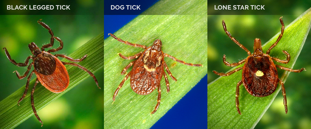 Pictures of ticks