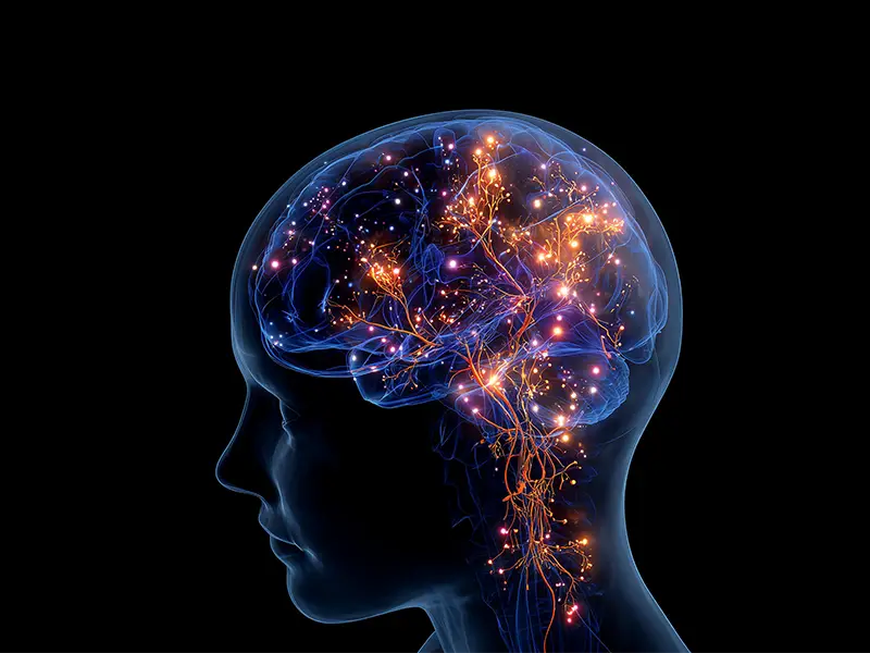 New Anxiety Treatment Pathway Could Eliminate Cognitive Side Effects