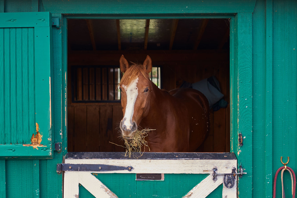Savannah the horse eats hay in her stall. 