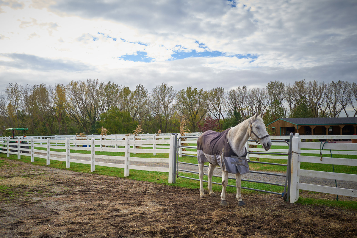 Ritz the horse walks the grounds at the barn