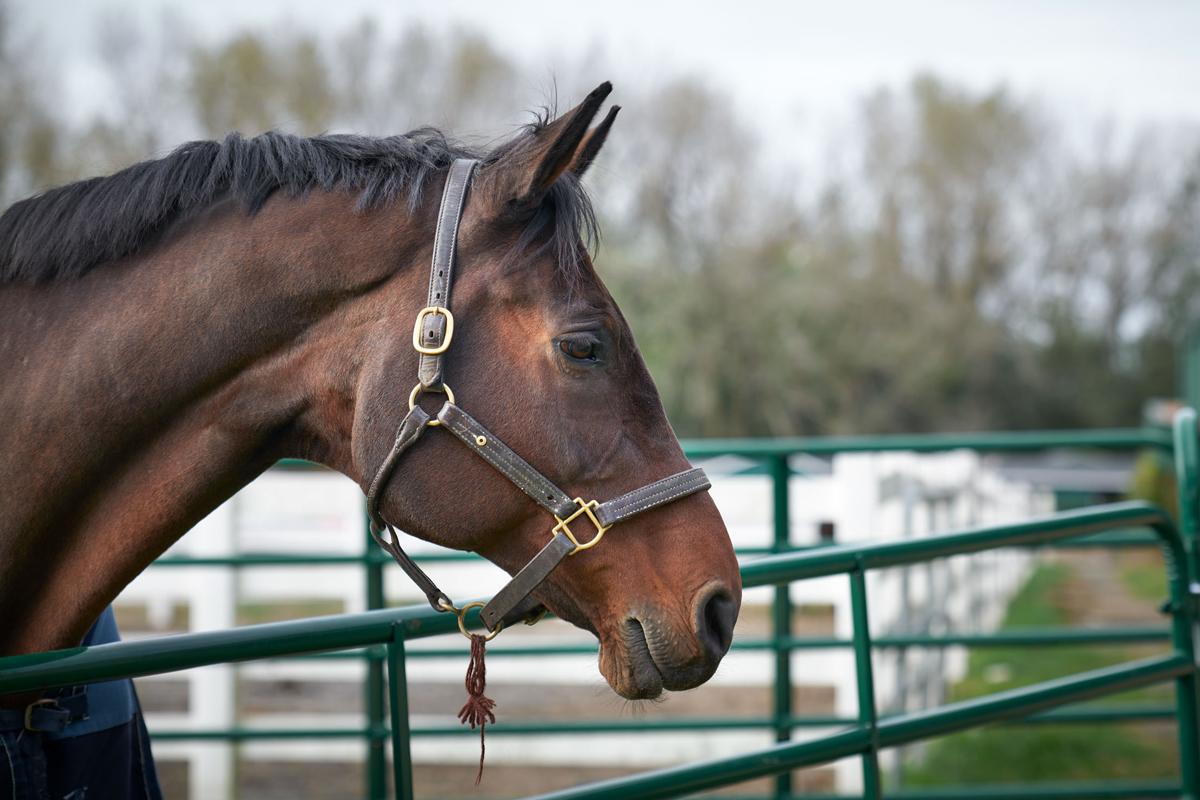 A horse behind a fence outside.