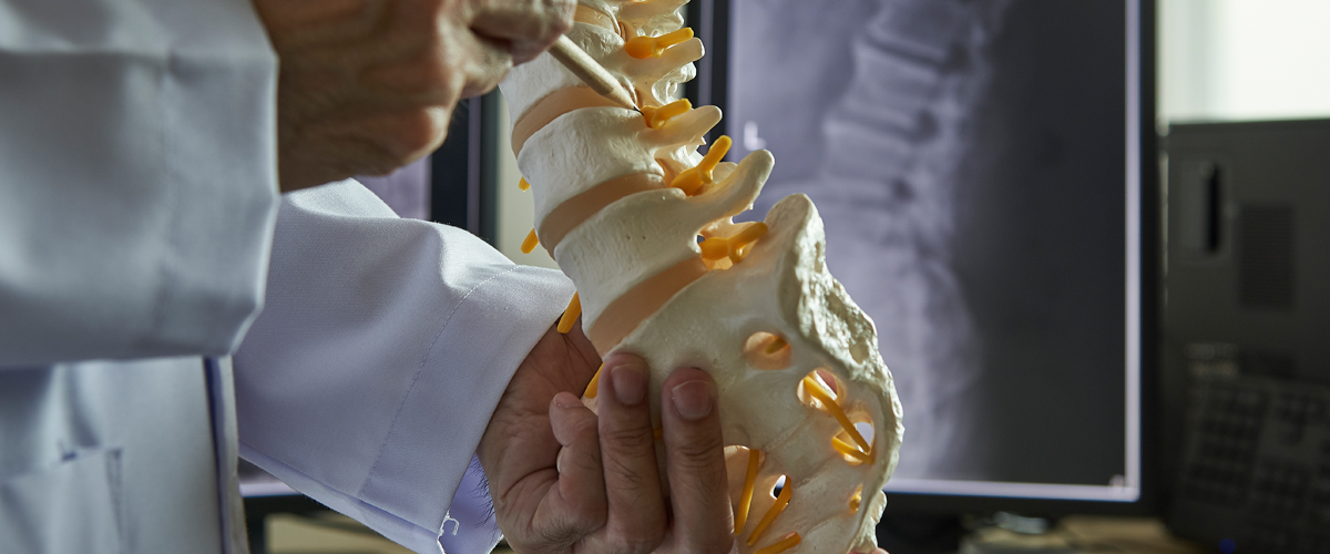 A model of the spine