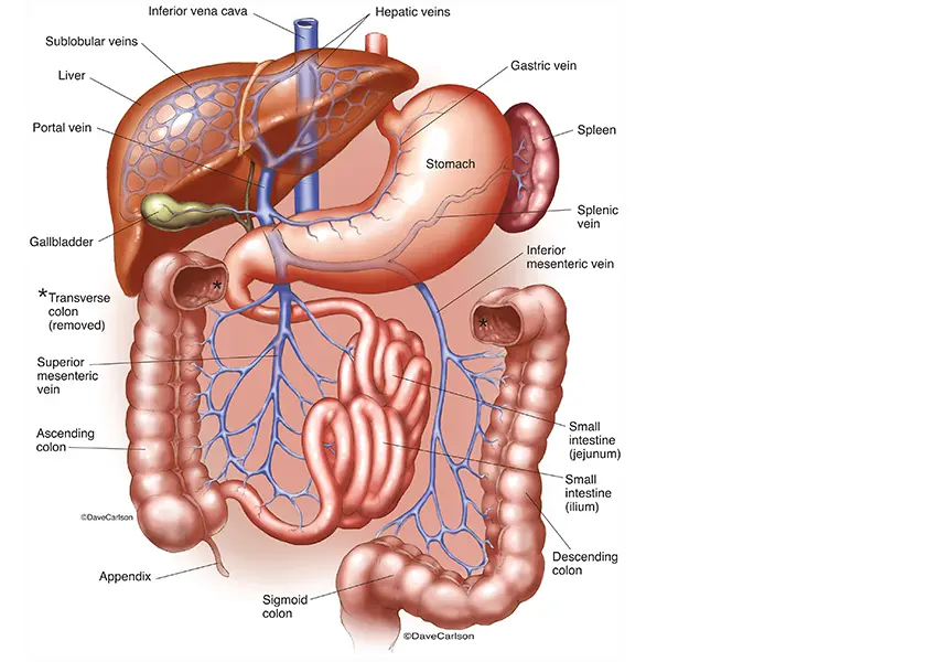 Anatomy of the hepatic portal system digital illustration