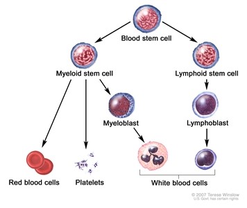 Blood cell development. A blood stem cell goes through several steps to become a red blood cell, platelet, or white blood cell.
